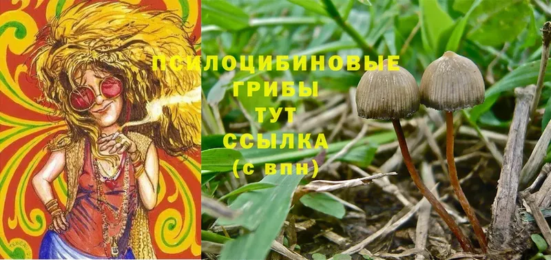 Галлюциногенные грибы MAGIC MUSHROOMS  закладка  Канск 